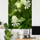 Silene Vulgarisポスター ポスター (ホームオフィス)