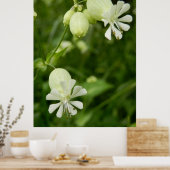 Silene Vulgarisポスター ポスター (キッチン)