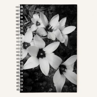 Silent Symmetry ノートブック