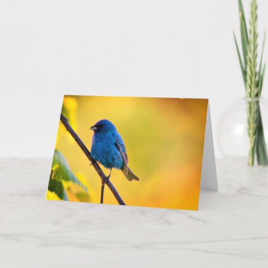 Silent wonders blank greeting card Indigo Bunting カード (正面)