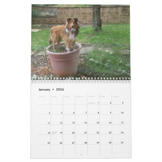 Silly sheltie カレンダー (1月 2026)