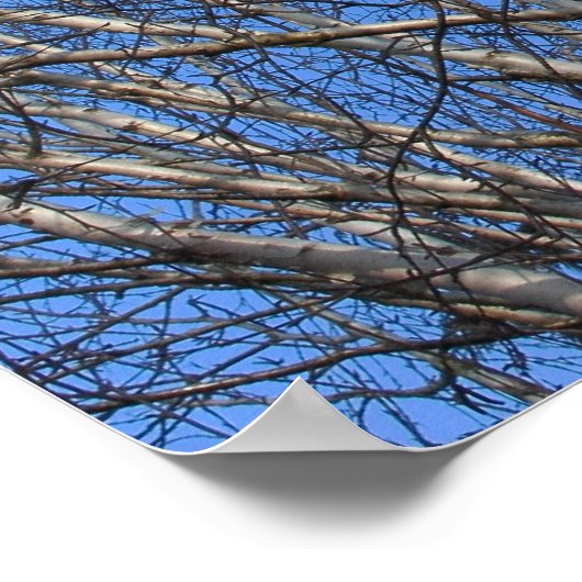 Silver Birch Branches 02 ポスター (角)