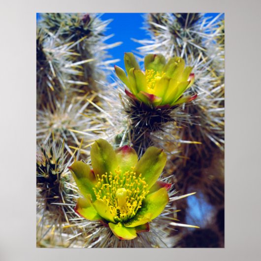 Silver Cholla Cactus Wildflowers ポスター (正面)