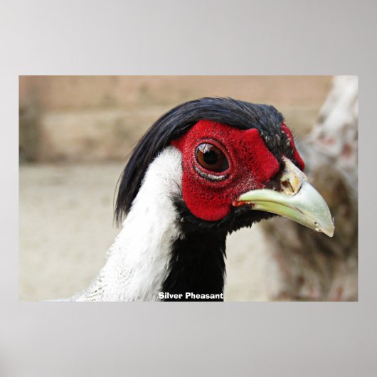 Silver Pheasants ポスター (正面)