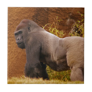 Silverbackのゴリラの写真のタイル タイル
