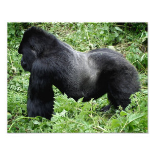 Silverbackのゴリラの写真のプリント フォトプリント