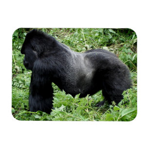 Silverbackのゴリラの写真の磁石 マグネット