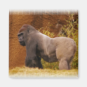 Silverbackのゴリラの写真の磁石 マグネット