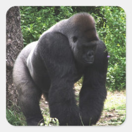 Silverbackの男性のゴリラの歩くの頭部down.jpg スクエアシール