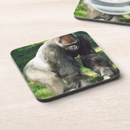 Silverbackの立っているオスの低地のゴリラ コースター (左側)