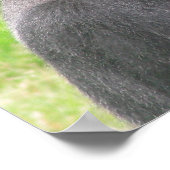 silverback 001キャンバス ポスター (角)