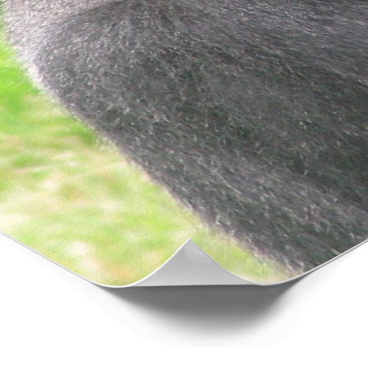 silverback 001キャンバス ポスター (角)