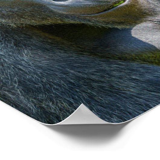 Silverback Close-Up ポスター (角)