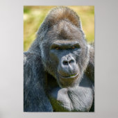 Silverback Close-Up ポスター (正面)