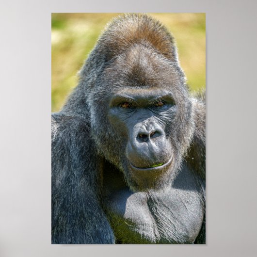 Silverback Close-Up ポスター (正面)