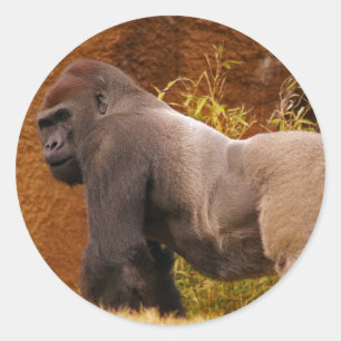 Silverback Gorilla写真シール ラウンドシール