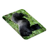 Silverback gorilla写真マグネット マグネット (右側)