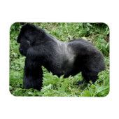 Silverback gorilla写真マグネット マグネット (横)