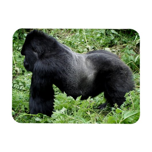 Silverback gorilla写真マグネット マグネット (横)