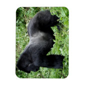 Silverback gorilla写真マグネット マグネット (縦)