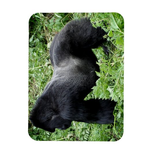 Silverback gorilla写真マグネット マグネット (縦)