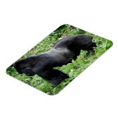 Silverback gorilla写真マグネット マグネット (左側)