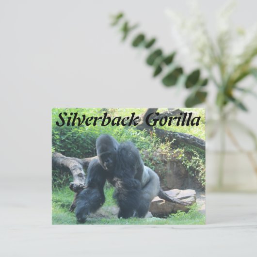 Silverback Gorilla # 3 ポストカード (スタンド正面)