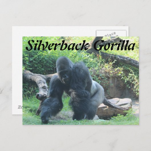 Silverback Gorilla # 3 ポストカード (正面/裏面)