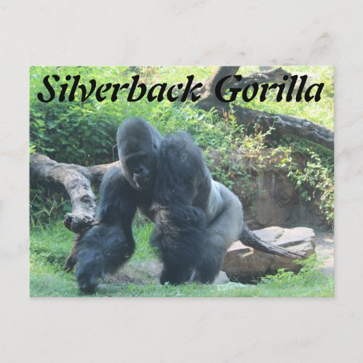 Silverback Gorilla # 3 ポストカード (正面)