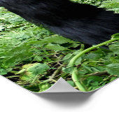Silverback gorilla poster print ポスター (角)
