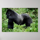 Silverback gorilla poster print ポスター (正面)