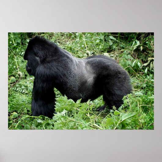 Silverback gorilla poster print ポスター (正面)