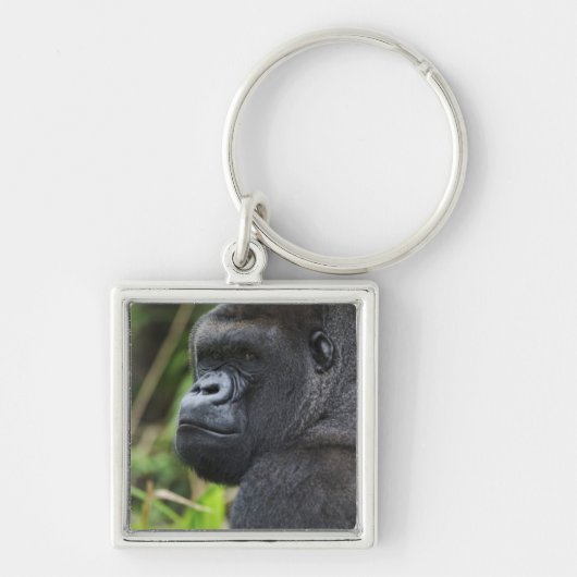 Silverback Lowland Gorilla、Gorillaの捕虜 キーホルダー (正面)