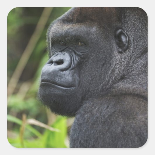 Silverback Lowland Gorilla、Gorillaの捕虜 スクエアシール (正面)