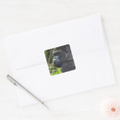 Silverback Lowland Gorilla、Gorillaの捕虜 スクエアシール (封筒)