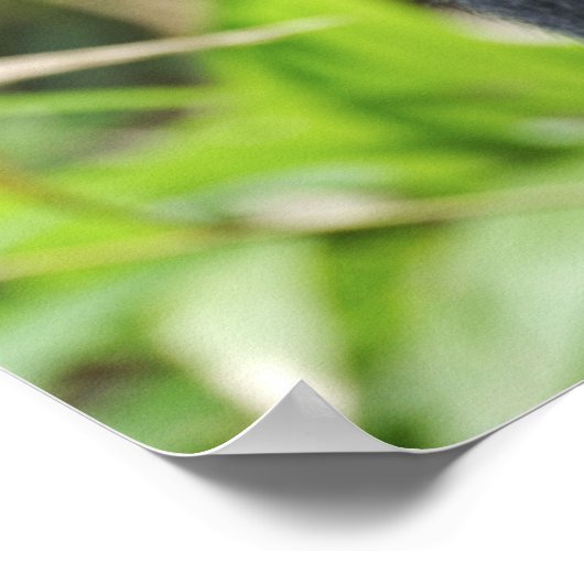 Silverback Lowland Gorilla、Gorillaの捕虜 ポスター (角)