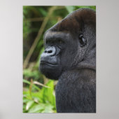 Silverback Lowland Gorilla、Gorillaの捕虜 ポスター (正面)