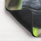 Silverback Lowland Gorilla、Gorillaの捕虜 マウスパッド (コーナー)