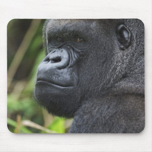Silverback Lowland Gorilla、Gorillaの捕虜 マウスパッド (正面)