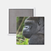 Silverback Lowland Gorilla、Gorillaの捕虜 マグネット (正面/裏面)