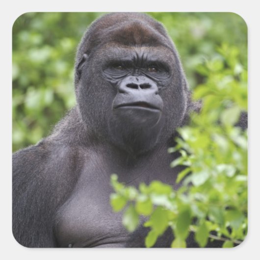 Silverback Lowland Gorilla、Gorilla gorilla、 スクエアシール (正面)