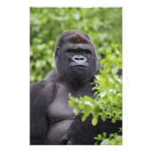 Silverback Lowland Gorilla、Gorilla gorilla、 フォトプリント (正面)