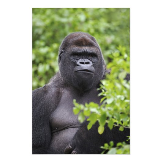 Silverback Lowland Gorilla、Gorilla gorilla、 フォトプリント (正面)