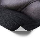 Silverback Lowland Gorilla、Gorilla gorilla、 ポスター (角)