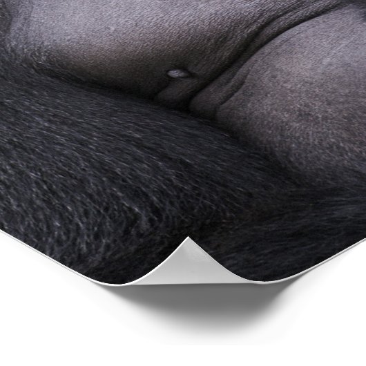 Silverback Lowland Gorilla、Gorilla gorilla、 ポスター (角)