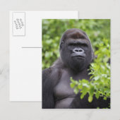 Silverback Lowland Gorilla、Gorilla gorilla、 ポストカード (正面/裏面)