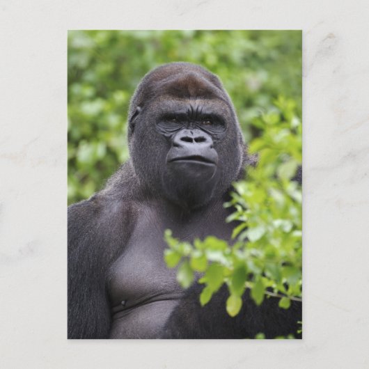 Silverback Lowland Gorilla、Gorilla gorilla、 ポストカード (正面)
