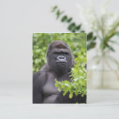 Silverback Lowland Gorilla、Gorilla gorilla、 ポストカード (スタンド正面)