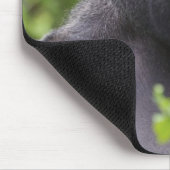 Silverback Lowland Gorilla、Gorilla gorilla、 マウスパッド (コーナー)