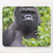 Silverback Lowland Gorilla、Gorilla gorilla、 マウスパッド (正面)